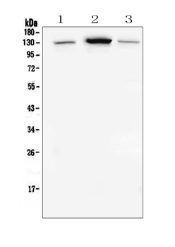 E Cadherin 1 CDH1 Antibody (monoclonal, 9G2)