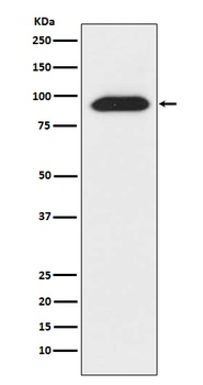 CLOCK Rabbit Monoclonal Antibody