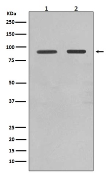 FoxO1a Rabbit Monoclonal Antibody