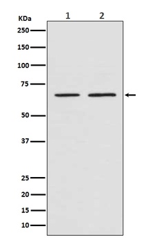 Smad4 Rabbit Monoclonal Antibody