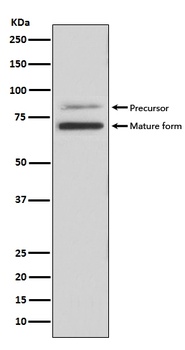 PCSK9/Proprotein Convertase 9 Rabbit Monoclonal Antibody
