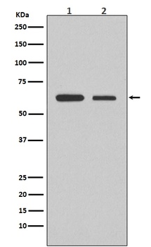 Smad2 Rabbit Monoclonal Antibody