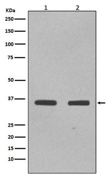 SOX2 Rabbit Monoclonal Antibody