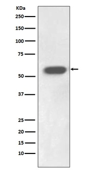 IRF7 Rabbit Monoclonal Antibody