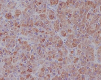 IRF7 Rabbit Monoclonal Antibody
