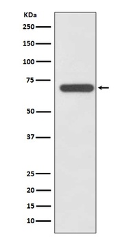 SHP2 PTPN11 Rabbit Monoclonal Antibody