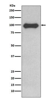 CD19 Rabbit Monoclonal Antibody