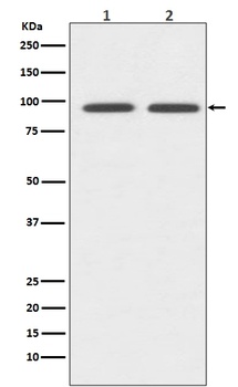 CD19 Rabbit Monoclonal Antibody