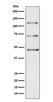 Complement C3 Rabbit Monoclonal Antibody
