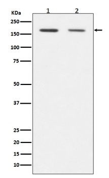 Dnmt1 Rabbit Monoclonal Antibody