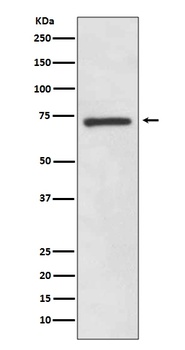 SOX9 Rabbit Monoclonal Antibody