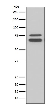 FMRP FMR1 Rabbit Monoclonal Antibody