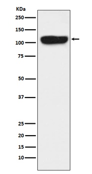 ITCH Rabbit Monoclonal Antibody