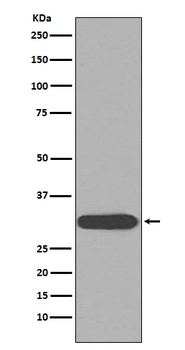 CDK1/Cdc2 Rabbit Monoclonal Antibody