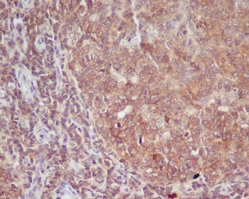 CD86/B7 2 Rabbit Monoclonal Antibody