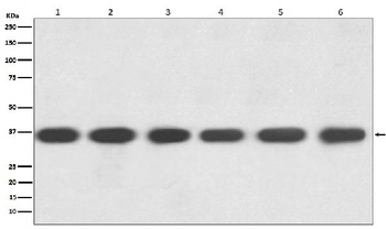 GAPDH Rabbit Monoclonal Antibody