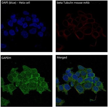 GAPDH Rabbit Monoclonal Antibody