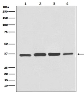 GAPDH Rabbit Monoclonal Antibody