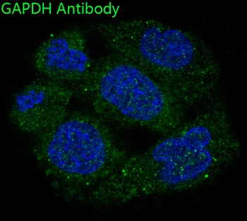 GAPDH Rabbit Monoclonal Antibody