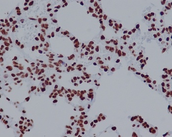 Histone H2A.X H2AFX/H2A Rabbit Monoclonal Antibody