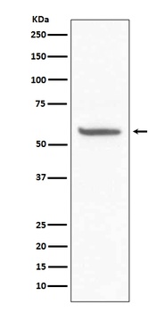 CD147 BSG Rabbit Monoclonal Antibody