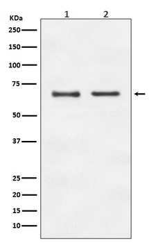 E2F1 Rabbit Monoclonal Antibody