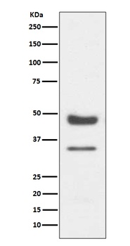 PAX6 Rabbit Monoclonal Antibody