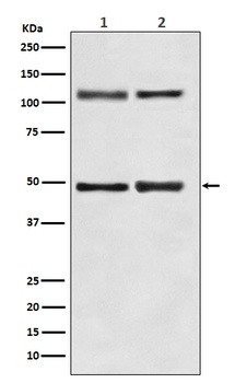 NF-Kappa B NFKB1/NF Rabbit Monoclonal Antibody