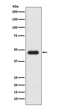 CXCR3 Monoclonal Antibody
