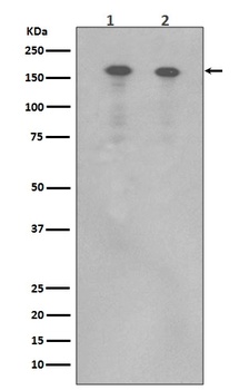 ErbB ERBB4 Rabbit Monoclonal Antibody