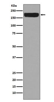 ErbB4/Her4 Rabbit Monoclonal Antibody