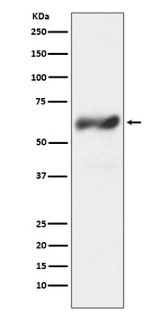 c-Fos Rabbit Monoclonal Antibody