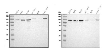 Stromal interaction molecule 1 STIM1 Rabbit Monoclonal Antibody