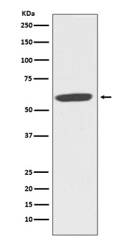 CYBB/Nox2 Rabbit Monoclonal Antibody