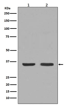 NGF/Beta Ngf Rabbit Monoclonal Antibody