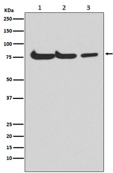Atg7 Rabbit Monoclonal Antibody