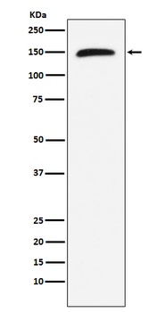 Rad50 Rabbit Monoclonal Antibody