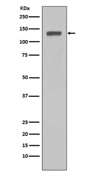 MCM2 Rabbit Monoclonal Antibody