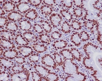 MCM2 Rabbit Monoclonal Antibody