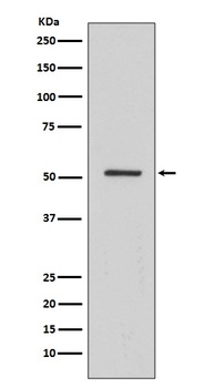 HNF-4-alpha/HNF Rabbit Monoclonal Antibody