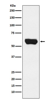 Lck Rabbit Monoclonal Antibody