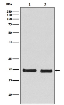 Skp1 Rabbit Monoclonal Antibody