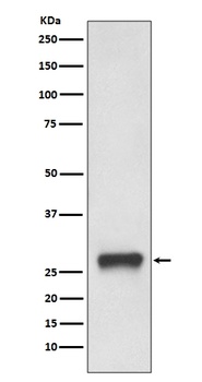 MHC Class II HLA-DPB1/HLA Rabbit Monoclonal Antibody