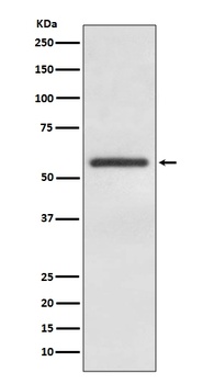 GATA4 Rabbit Monoclonal Antibody