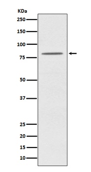 OPA1 Rabbit Monoclonal Antibody
