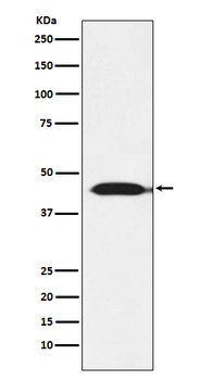 IDH2 Rabbit Monoclonal Antibody