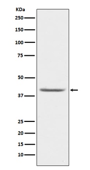 PON1 Rabbit Monoclonal Antibody