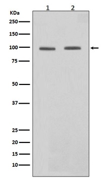 STAT6 Rabbit Monoclonal Antibody