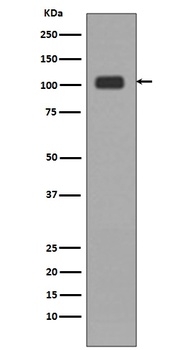 KDM1/LSD1 KDM1A Rabbit Monoclonal Antibody