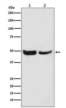 SKP2 Rabbit Monoclonal Antibody